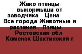 Жако птенцы выкормыши от заводчика › Цена ­ 1 - Все города Животные и растения » Птицы   . Ростовская обл.,Каменск-Шахтинский г.